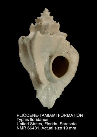 PLIOCENE-TAMIAMI FORMATION Typhis floridanus.jpg - PLIOCENE-TAMIAMI FORMATIONTyphis floridanusDall,1889